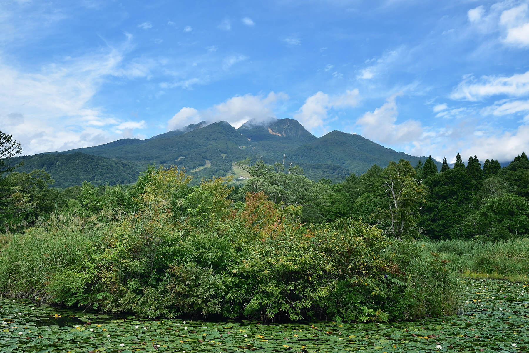 妙高山 緑